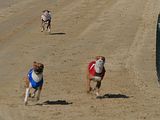 Golden Rabbit European Sandtrack-Derby Th. Ernst (177)